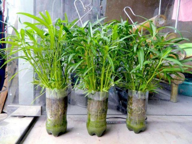 Cách tái chế đồ nhựa thành chậu trồng cây