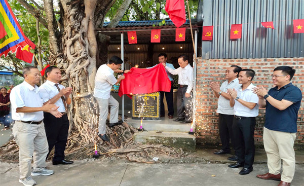 Cây Bồ đề cổ thụ tại An Dương, Hải Phòng được công nhận là Cây Di sản Việt Nam