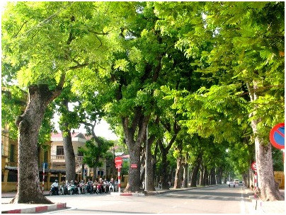Cây xanh tươi tốt trong công viên