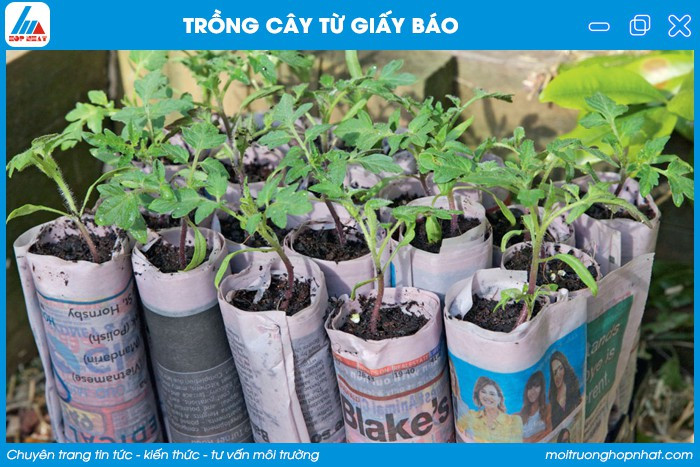 Giấy báo có hạt giống dùng để trồng cây, minh chứng cho các ý tưởng sáng tạo bảo vệ môi trường