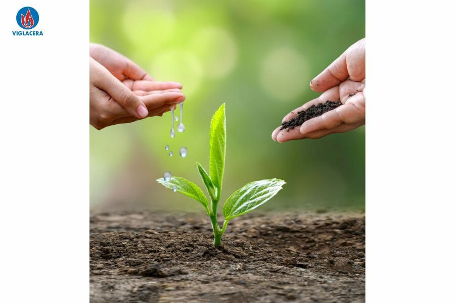 Hai bạn trẻ đang cùng nhau trồng cây trong hoạt động bảo vệ môi trường