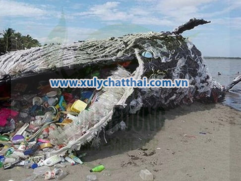 Hệ lụy ô nhiễm môi trường biển gây ra từ rác thải nhựa và các chất thải độc hại