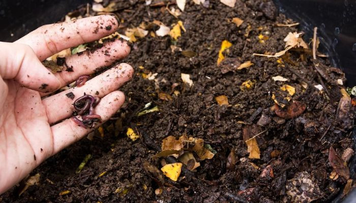 Lợi ích của việc ủ rác nhà bếp giúp bảo vệ môi trường và cải tạo đất