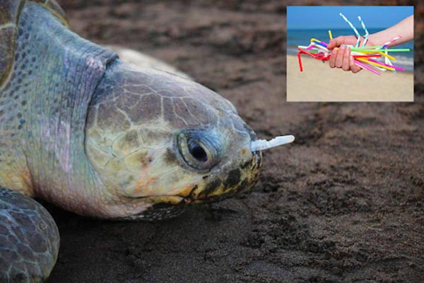 Một chú rùa biển đang bị ống hút nhựa mắc kẹt, minh họa tác động tiêu cực của rác thải nhựa không tái chế được đối với hệ sinh thái biển