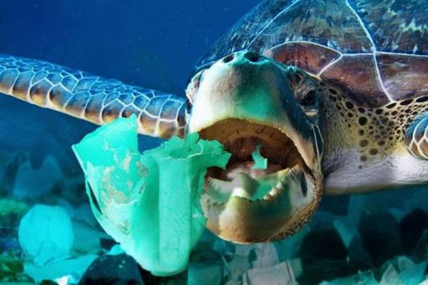 Rùa biển nhầm lẫn túi nilon trôi nổi với sứa, nguy cơ nuốt phải gây tổn thương đường tiêu hóa