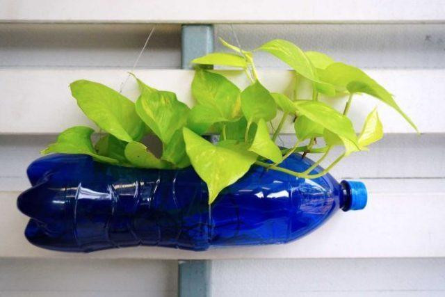 Tái chế đồ nhựa thành chậu trồng cây