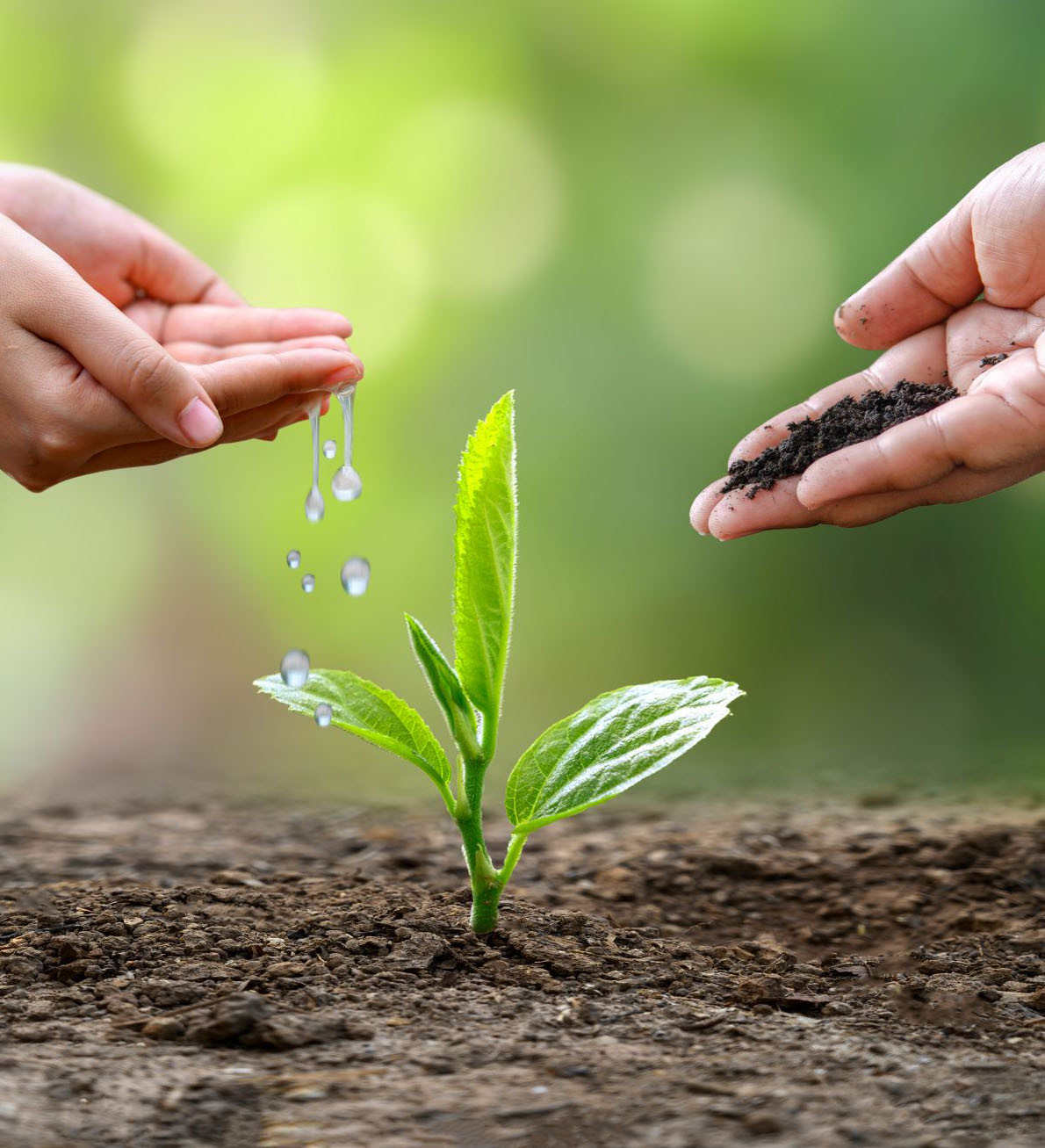 Trái đất được bao bọc bởi đôi bàn tay nâng niu, thể hiện ý nghĩa sâu sắc về allintitle:hình ảnh bảo vệ môi trường toàn cầu và trách nhiệm con người.