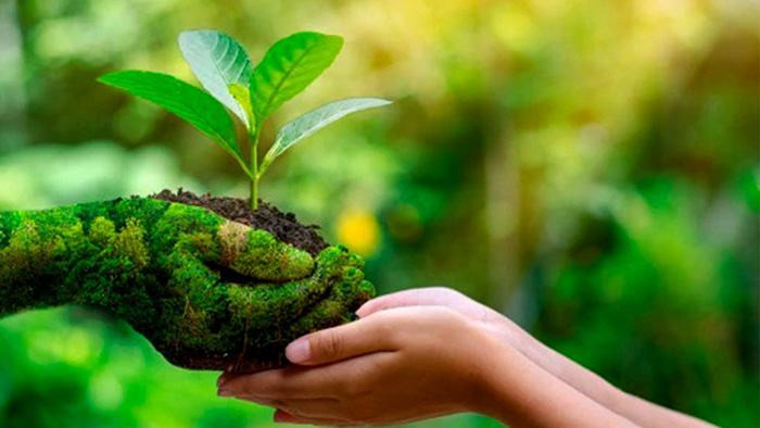 Trồng cây gây rừng, sử dụng năng lượng tự nhiên… để bảo vệ môi trường