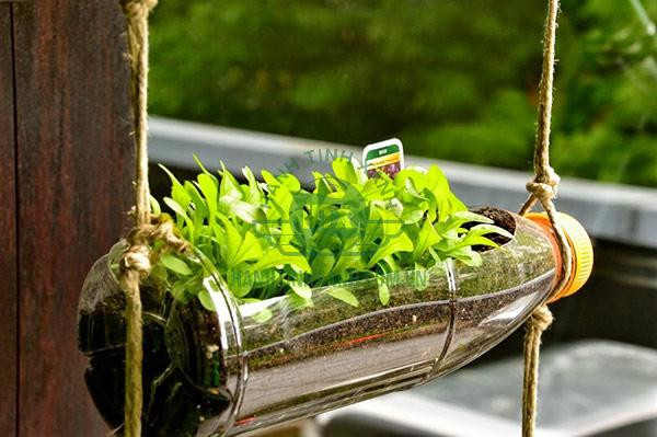 Ứng dụng chai nhựa cũ làm chậu trồng rau và cây cảnh